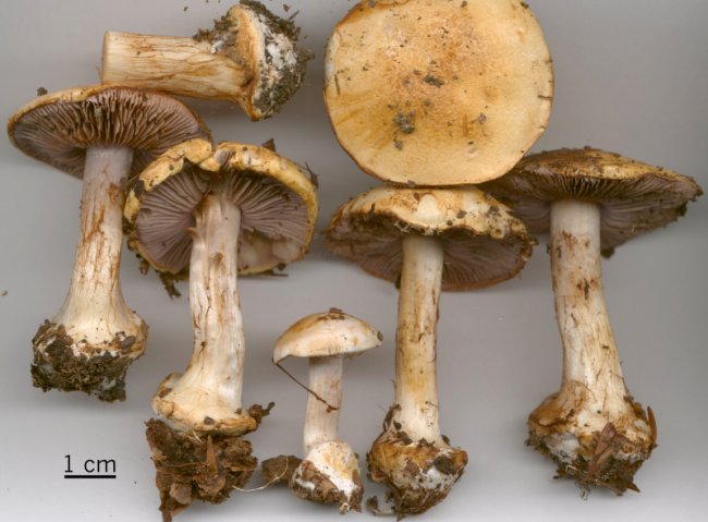 Cortinarius calochrous